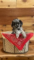 Saige, a female Aussiedoodle for sale in Payson, AZ – 4 of 8