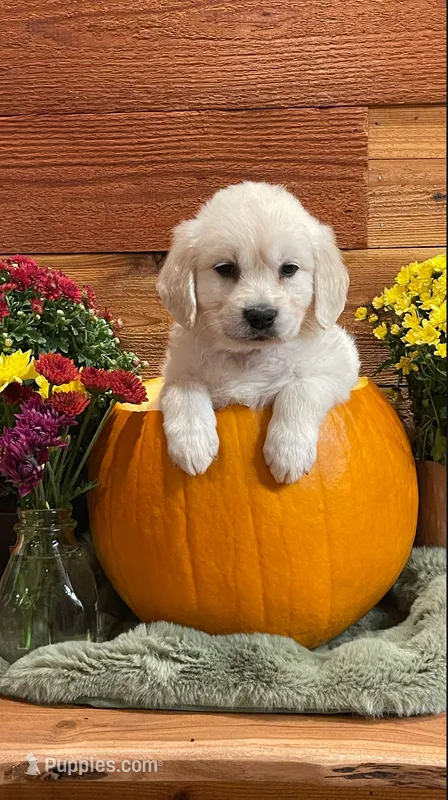 Apple Jack  – English Cream Golden Retriever puppy for sale in Payson, AZ