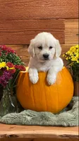 Apple Jack , a female English Cream Golden Retriever for sale in Payson, AZ – 1 of 8