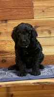 Wrangler, a male Aussiedoodle for sale in Payson, AZ – 3 of 8