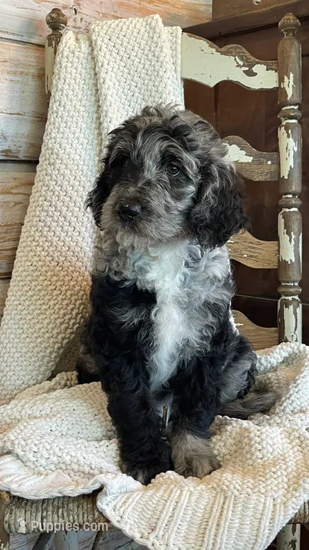 Paisley – Aussiedoodle puppy for sale in Payson, AZ