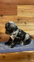 Hooey, a male Aussiedoodle for sale in Payson, AZ – 4 of 9