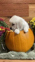 Apple Jack , a female English Cream Golden Retriever for sale in Payson, AZ – 2 of 8