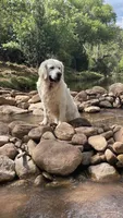 Sunset Shimmer, a female English Cream Golden Retriever for sale in Payson, AZ – 9 of 10
