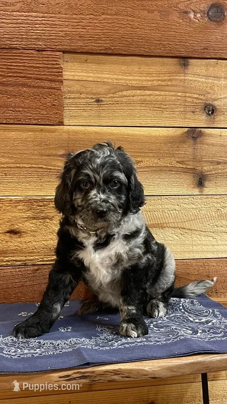Hooey – Aussiedoodle puppy for sale in Payson, AZ