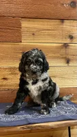 Hooey, a male Aussiedoodle for sale in Payson, AZ – 2 of 9