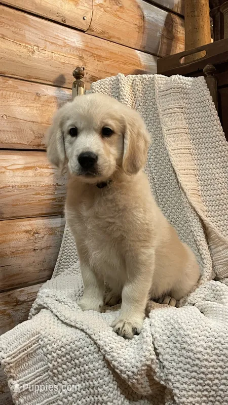 Cherry Spices  – Golden Retriever puppy for sale in Payson, AZ