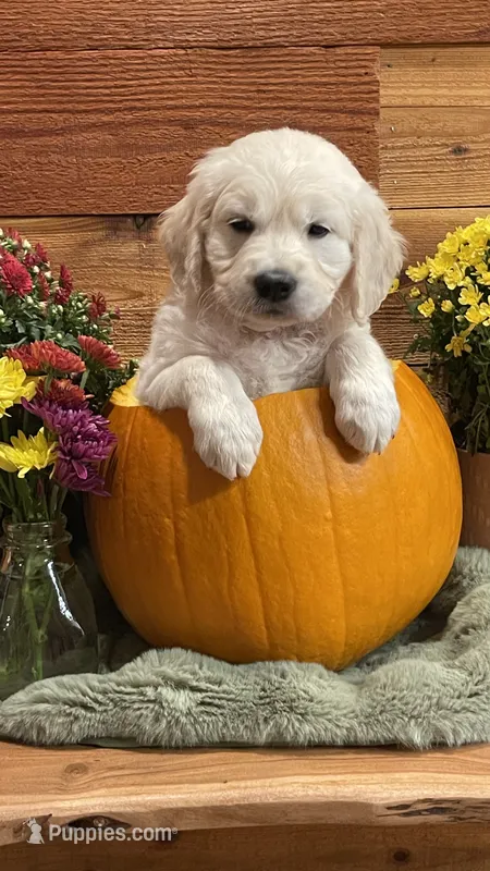 Rainbow Dash  – English Cream Golden Retriever puppy for sale in Payson, AZ