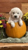 Rainbow Dash , a female English Cream Golden Retriever for sale in Payson, AZ – 1 of 10