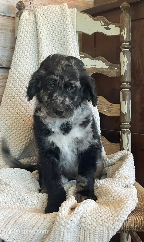 Hooey – Aussiedoodle puppy for sale in Payson, AZ