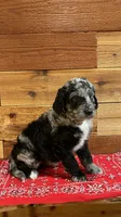 Paisley, a female Aussiedoodle for sale in Payson, AZ – 3 of 8