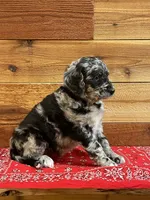 Saige, a female Aussiedoodle for sale in Payson, AZ – 3 of 8