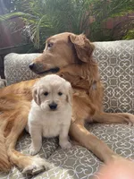 Chase purebred AKC, a male Golden Retriever for sale in Payson, AZ – Photo 2 of 10