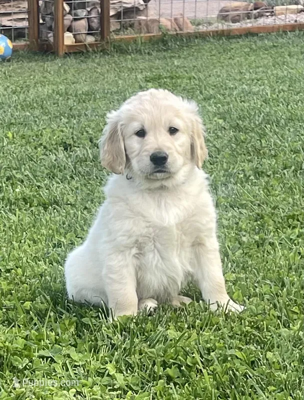 Chase purebred AKC – Golden Retriever puppy for sale in Payson, AZ
