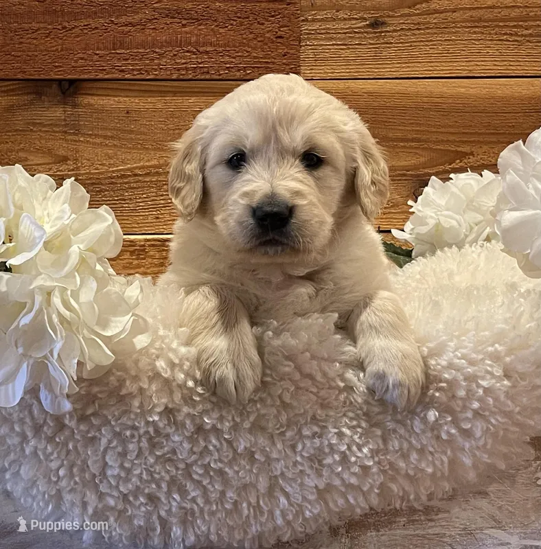 Chase – Golden Retriever puppy for sale in Payson, AZ