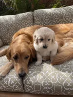 Chase purebred AKC, a male Golden Retriever for sale in Payson, AZ – Photo 3 of 10