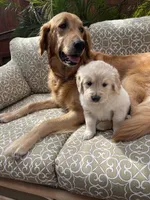 Chase purebred AKC, a male Golden Retriever for sale in Payson, AZ – Photo 5 of 10