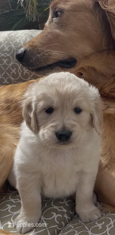 Chase – Golden Retriever puppy for sale in Payson, AZ