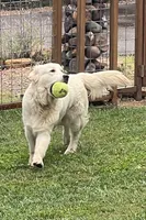 Dutton, a male Golden Retriever for sale in Payson, AZ – 2 of 7