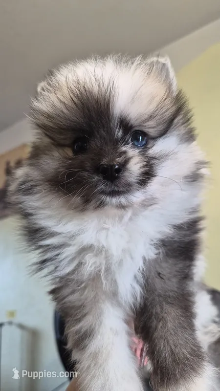 Rocky – Pomeranian puppy for sale in Billings, MT