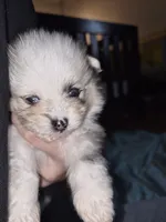 Dino, a male Pomeranian for sale in Billings, MT – 2 of 2