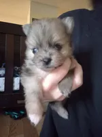 Coco, a female Pomeranian for sale in Billings, MT – 3 of 3