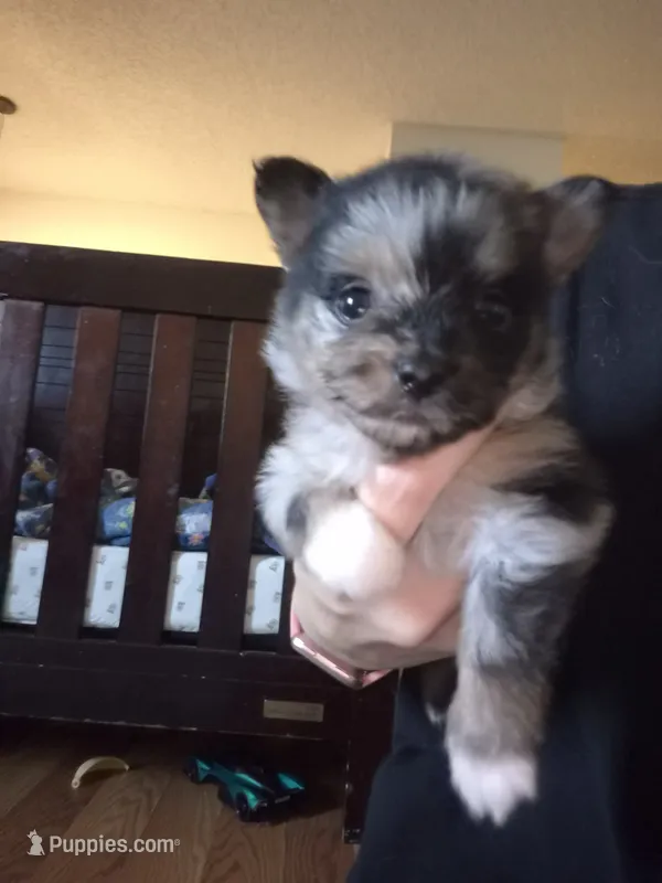 Bluey – Pomeranian puppy for sale in Billings, MT