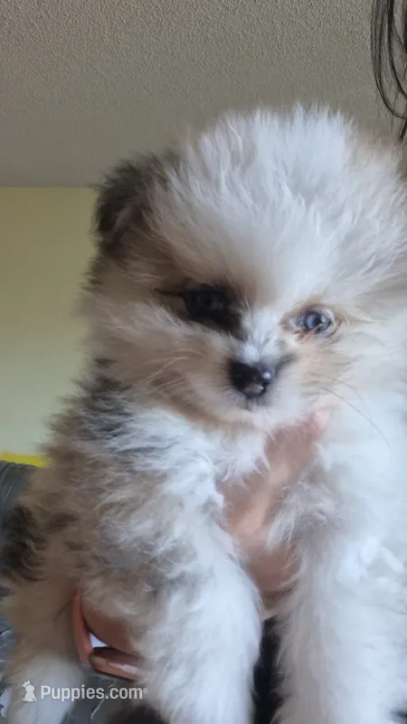 Dino – Pomeranian puppy for sale in Billings, MT