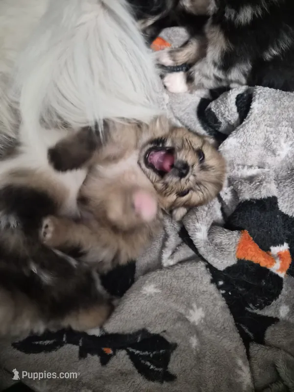 Coco – Pomeranian puppy for sale in Billings, MT