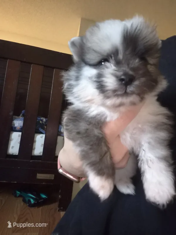 Rocky – Pomeranian puppy for sale in Billings, MT