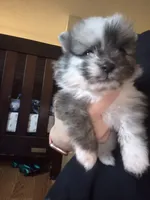 Rocky, a male Pomeranian for sale in Billings, MT – 1 of 1
