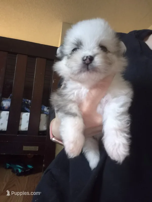 Dino – Pomeranian puppy for sale in Billings, MT