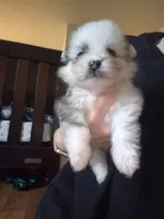 Dino, a male Pomeranian for sale in Billings, MT – 1 of 2