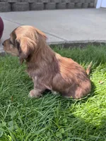 Mario, a male Miniature Dachshund for sale in Nathalie, VA – Photo 2 of 4