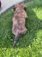 Mario, a male Miniature Dachshund for sale in Nathalie, VA – Photo 4 of 4