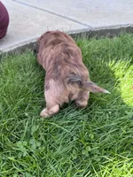 Mario, a male Miniature Dachshund for sale in Nathalie, VA – Photo 3 of 4