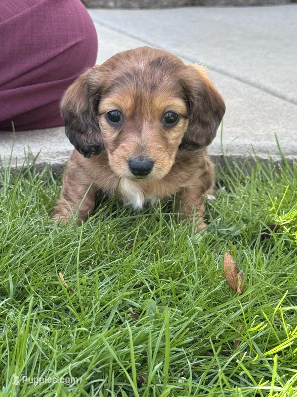 Mario – Miniature Dachshund puppy on hold in Nathalie, VA