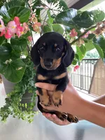 Sara , a female Miniature Dachshund for sale in Nathalie, VA – 1 of 4