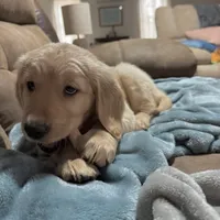 Shelby, a female Golden Retriever for sale in Nathalie, VA – Photo 3 of 4