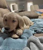 Shelby, a female Golden Retriever for sale in Nathalie, VA – Photo 3 of 4