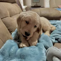 Shelby, a female Golden Retriever for sale in Nathalie, VA – Photo 2 of 4