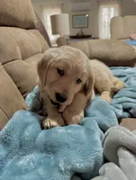 Shelby, a female Golden Retriever for sale in Nathalie, VA – Photo 2 of 4