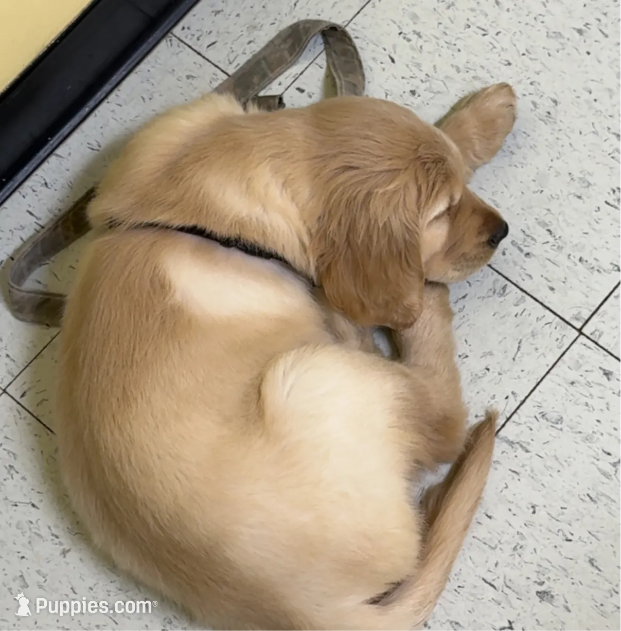 Shelby, a female Golden Retriever for sale in Nathalie, VA – Photo 4 of 4