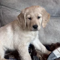 Shelby , a female Golden Retriever for sale in Nathalie, VA – Photo 5 of 8
