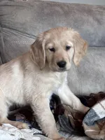 Shelby , a female Golden Retriever for sale in Nathalie, VA – Photo 5 of 8