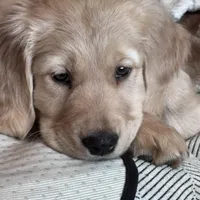 Shelby , a female Golden Retriever for sale in Nathalie, VA – Photo 7 of 8