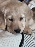 Shelby , a female Golden Retriever for sale in Nathalie, VA – Photo 7 of 8