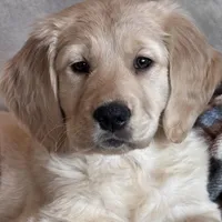 Shelby , a female Golden Retriever for sale in Nathalie, VA – Photo 1 of 8