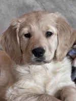 Shelby , a female Golden Retriever for sale in Nathalie, VA – Photo 1 of 8