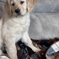 Shelby , a female Golden Retriever for sale in Nathalie, VA – Photo 6 of 8